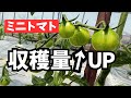 【収穫量アップ】ミニトマト「二本仕立て」徹底解説！
