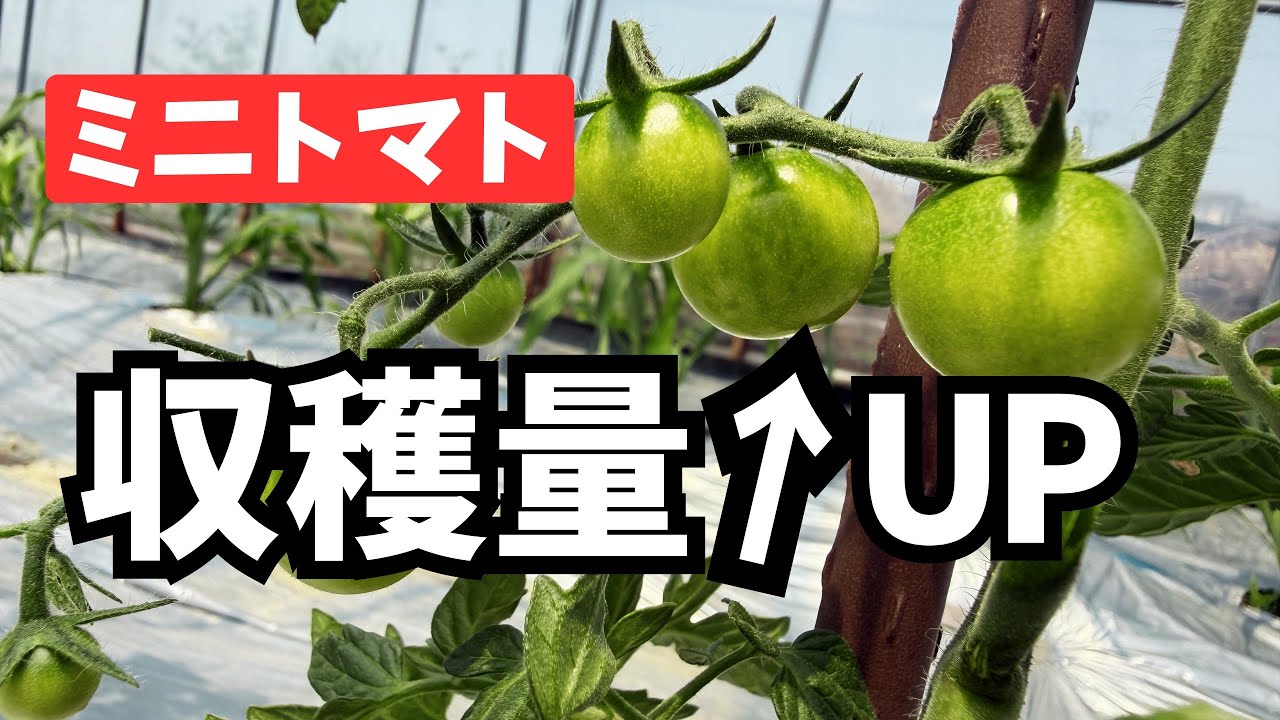 【収穫量アップ】ミニトマト「二本仕立て」徹底解説！