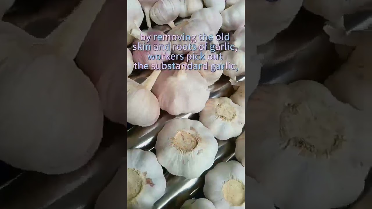 Factory Direct High Quality Chinese White Garlic Fresh Garlic Product