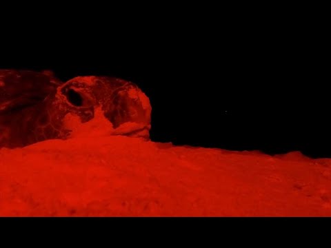 53 eggs in one go! Green sea turtle laying eggs caught on camera