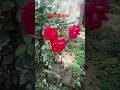 #flowers #mha
