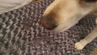 We Weren't Expecting Our Dog to Love This Car Bed So Much screenshot 2