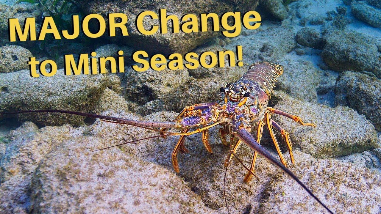 FL Lobster Mini Season 2024 Update SHOCKING Discovery On Early Recon fl-lobster-mini-season-2024-update-shocking-discovery-on-early-recon