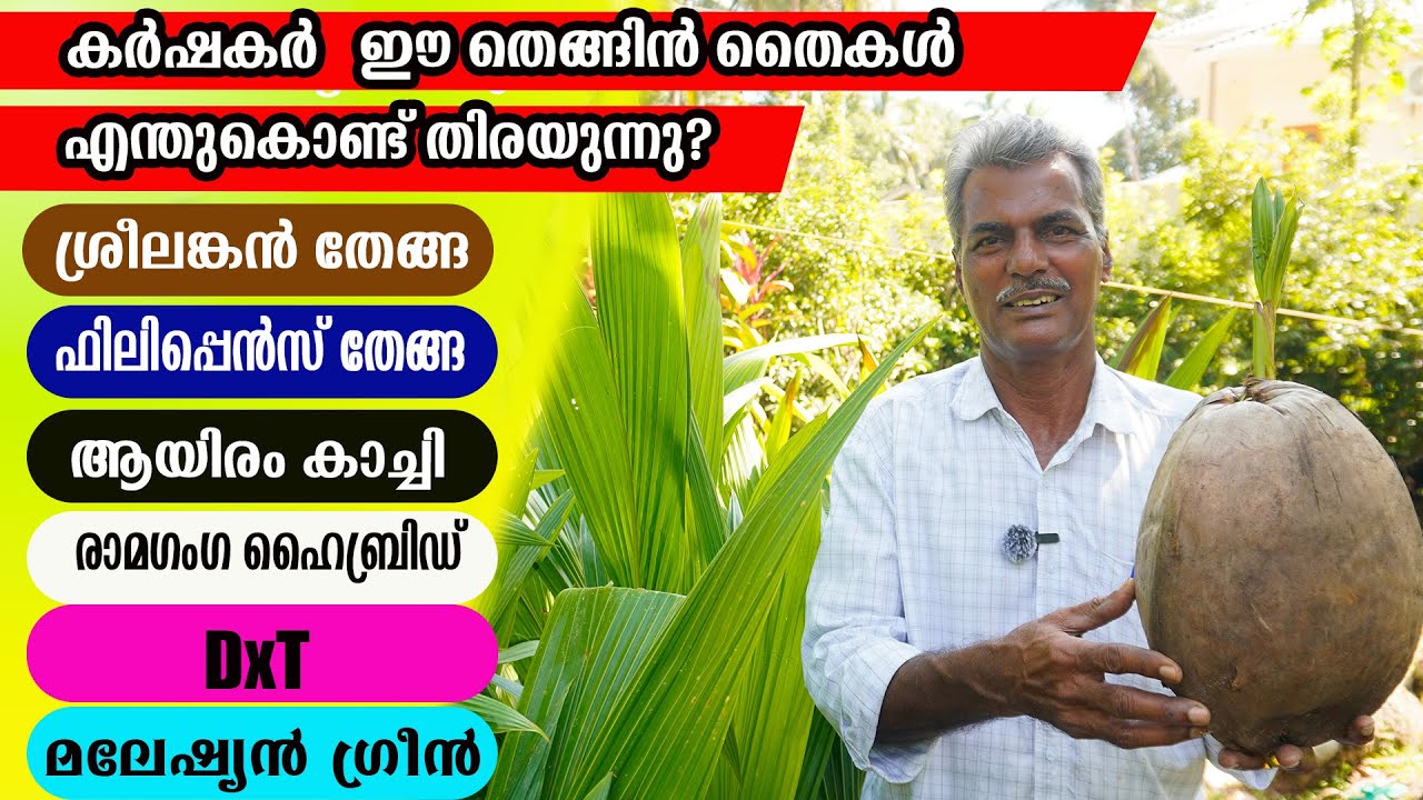 മുന്തിയ ഇനം തെങ്ങിനങ്ങളെ പരിചയപ്പെടാം, വാങ്ങാം