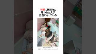 子豚に親豚だと思われた人