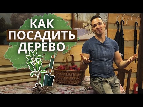 Вопрос: Какие деревья посадить на своём участке?