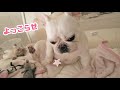 愛犬のナイトルーティーンが終始笑えたwww【フレンチブルドッグ frenchbulldog】