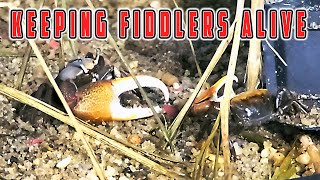 Keeping Fiddler Crabs Alive Long Term (Crabitat 2.0)