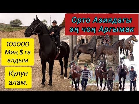 Video: Клайборн фермасында кандай аргымактар бар?