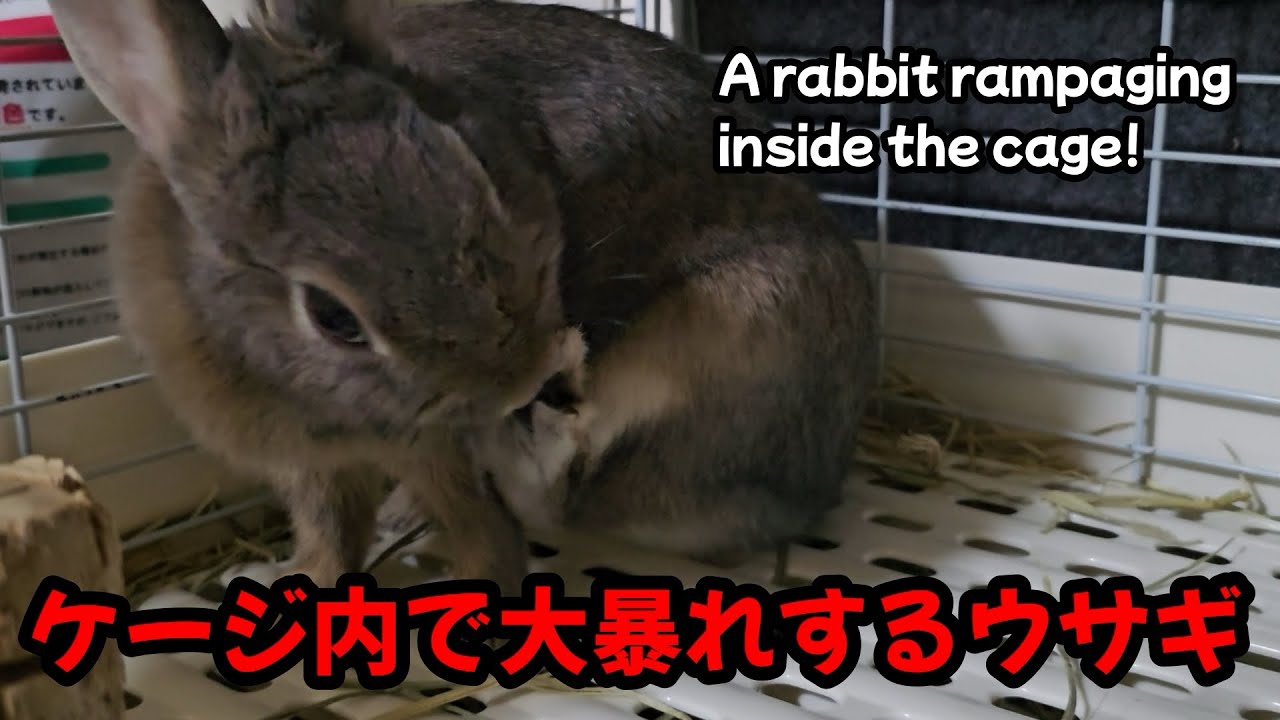 A rabbit rampaging in a cage【1133】365 days rabbit - YouTube