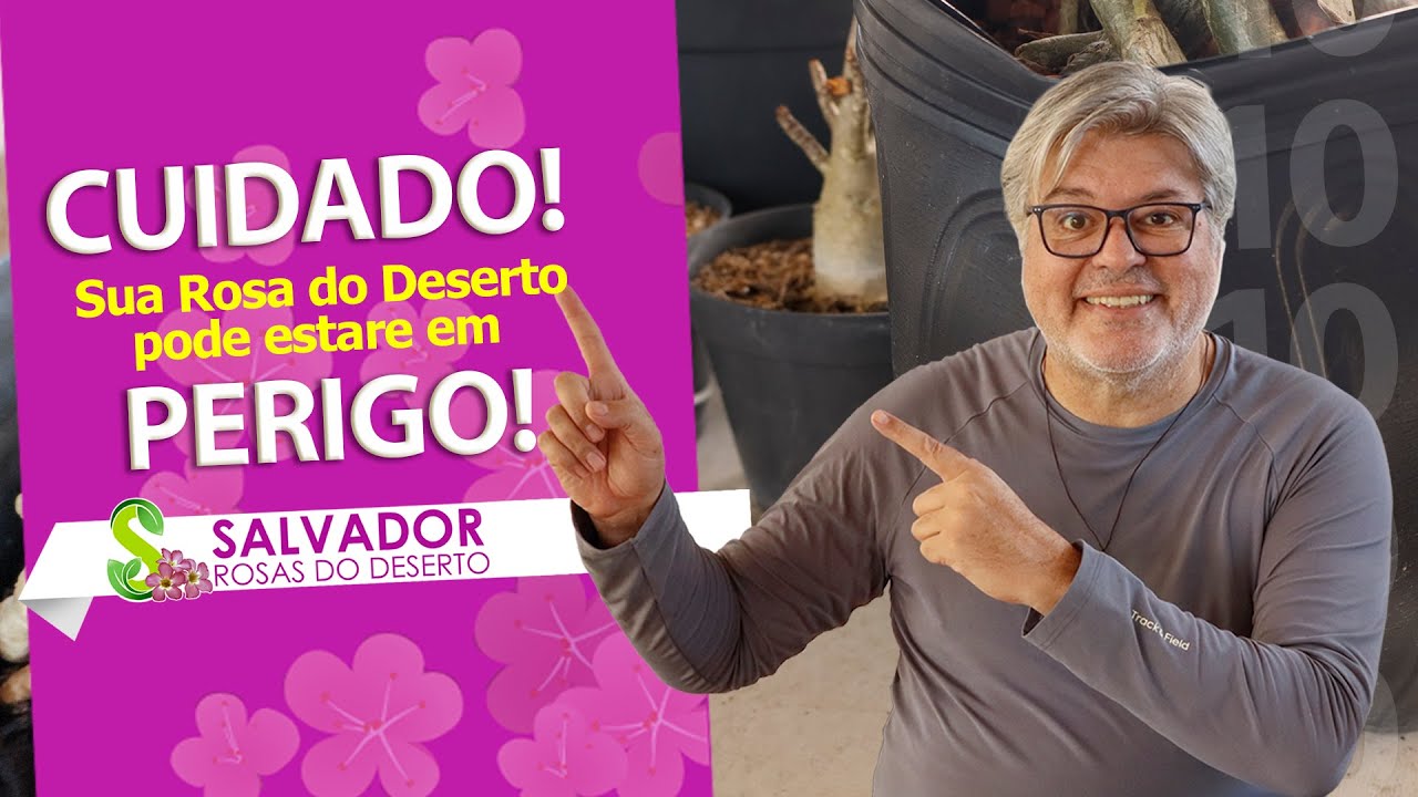 Cuidado sua ROSA DO DESERTO pode estar em perigo | TROCA DE VASO PARTE 1