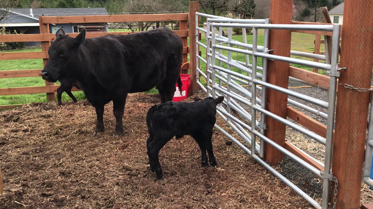calves grow up so fast 