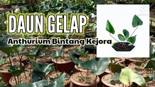 Download Lagu ANTHURIUM BINTANG KEJORA - Jenis Tanaman Hias Anthurium Paling Di Gemari MP3