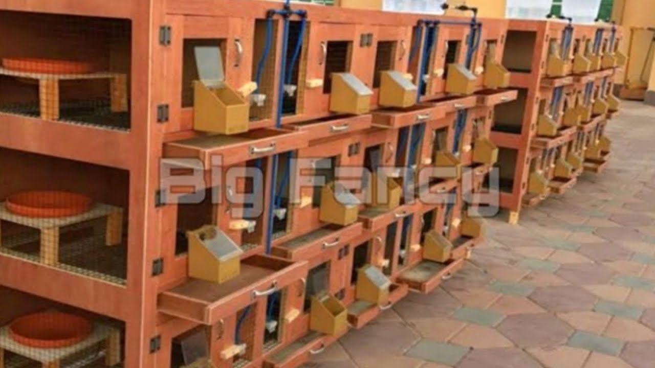 Best racing pigeon breeding cage & Loft || Pigeon loft design ideas and pigeon coops | Racing Homer