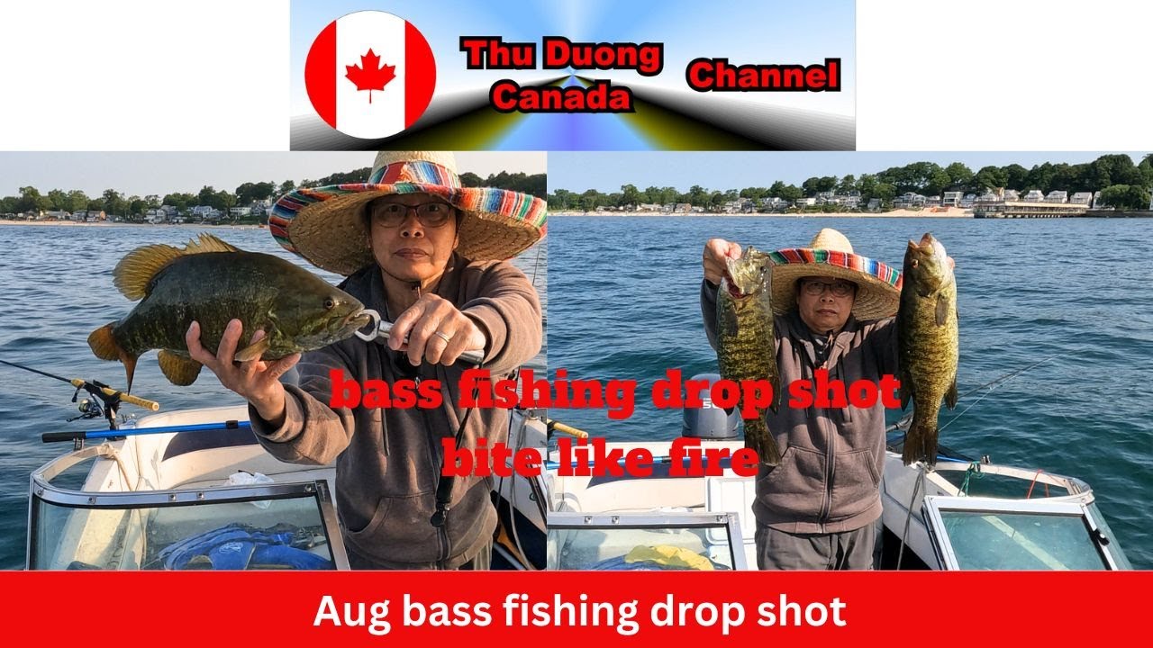 Aug bass fishing drop shot-thu duong canada channel