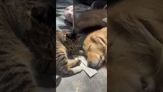 My cat is begging for dog’s love