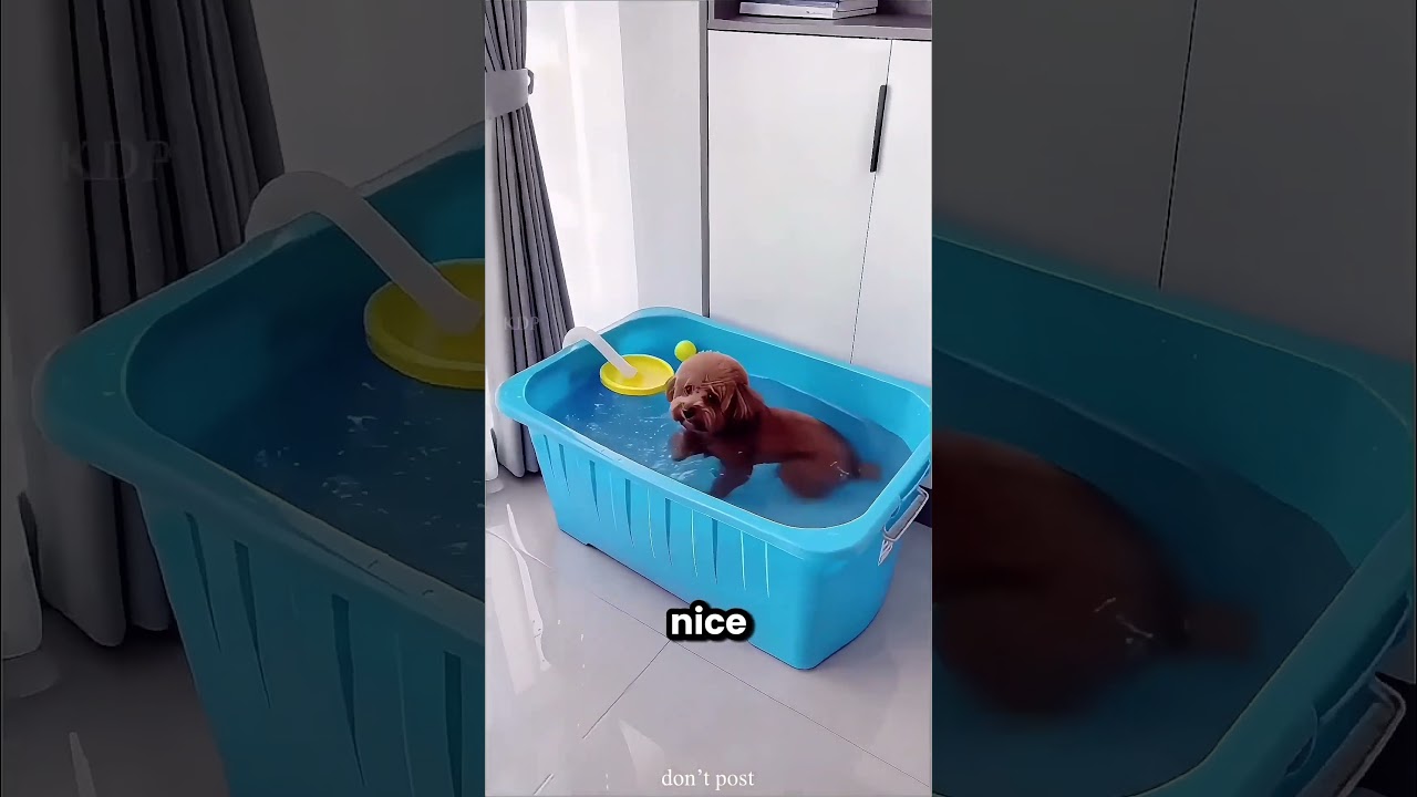 These Dogs Never Stop Making Mischief 😂