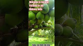 Inside the GREENEST Coconut Garden in Mekong Delta | Organic Farm Life with Toby Mekong #Tobymekong