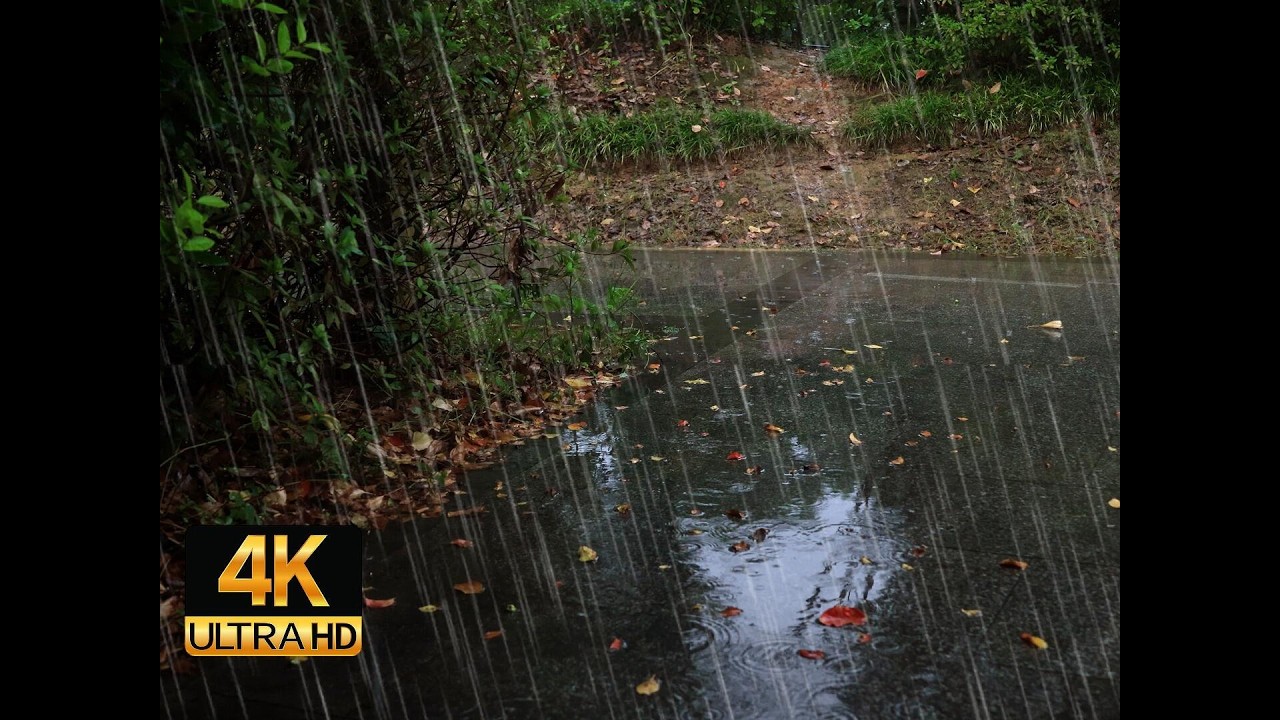 🌧️ You’ll Fall Asleep Before This Rain Ends… 😴 4K Forest Rain Sounds for Deep Sleep & Relaxation
