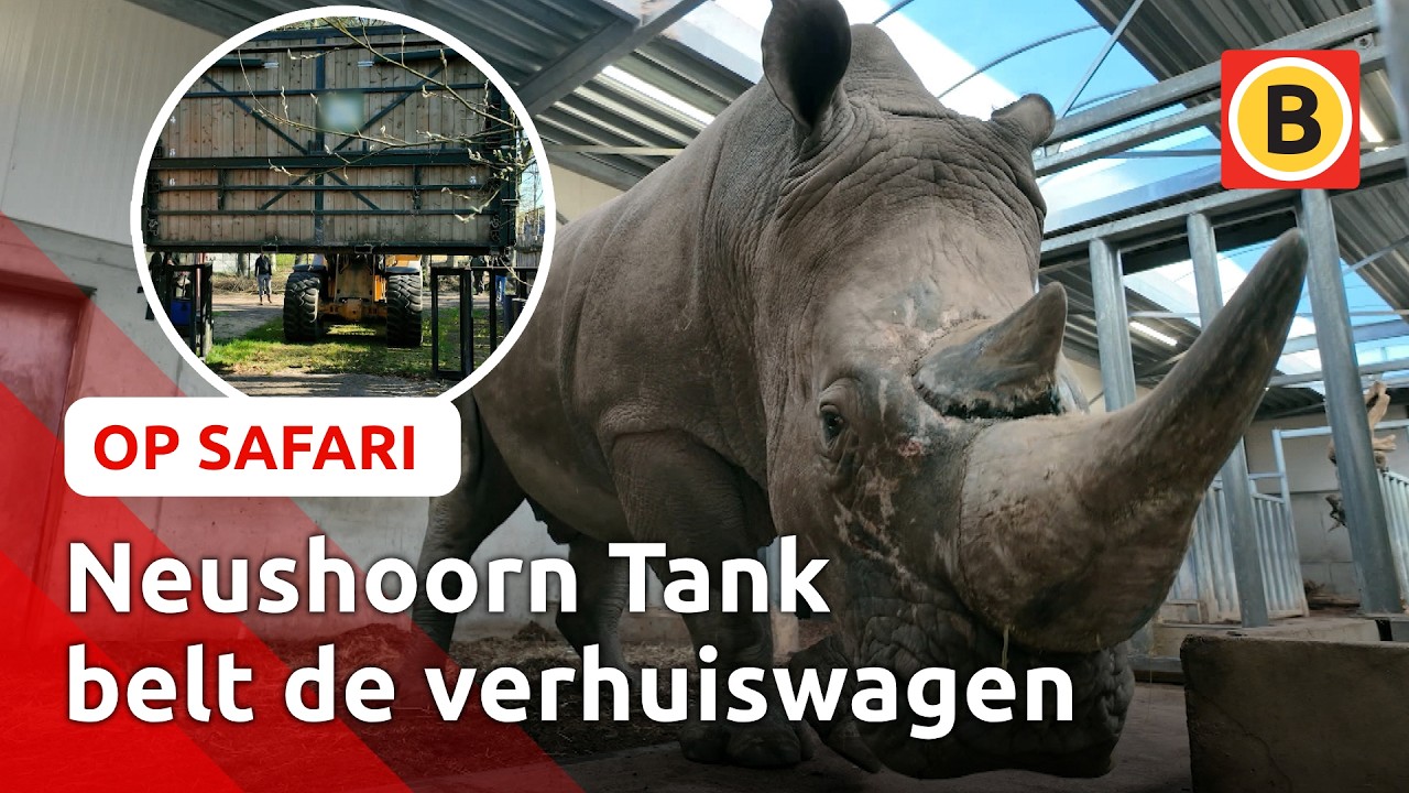 Neushoorn Tank gaat verhuizen | Op Safari #7