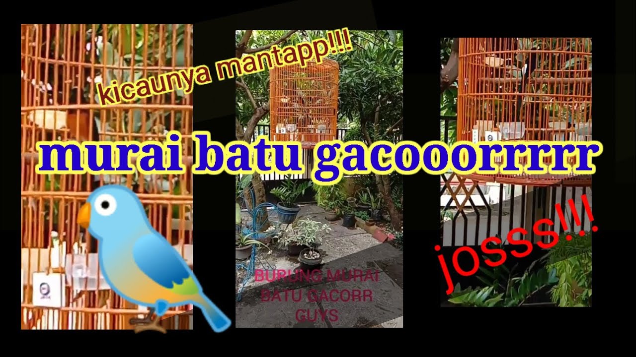 burung murai batu 