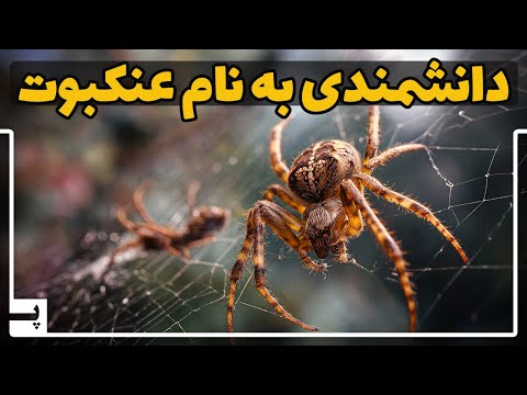 تار عنکبوت این ماده قوی تر از فولاد و هوشمند چطور کار می کند