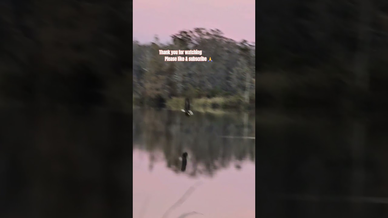 Bald eagle hunting fish...winter bird feeding 