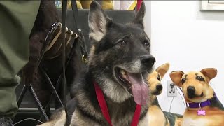 Volusia sheriff awards Purple Hearts to K9s shot while chasing carjacking suspect
