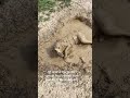 "Dogs Who Get Too Excited About Their Walks – Hilarious! 🐕🚶‍♂️ #ExcitedDogs #FunnyPets #DogWalks"
