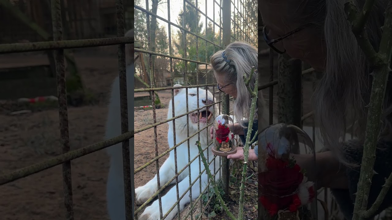 Éros adore sa rose éternelle !