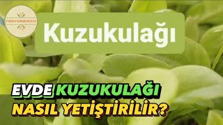 EVDE KUZUKULAĞI YETİŞTİRMEK | EVDE NASIL KUZUKULAĞI YETİŞTİRİLİR?