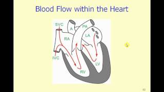 Cardiac Functional Anatomy.wmv