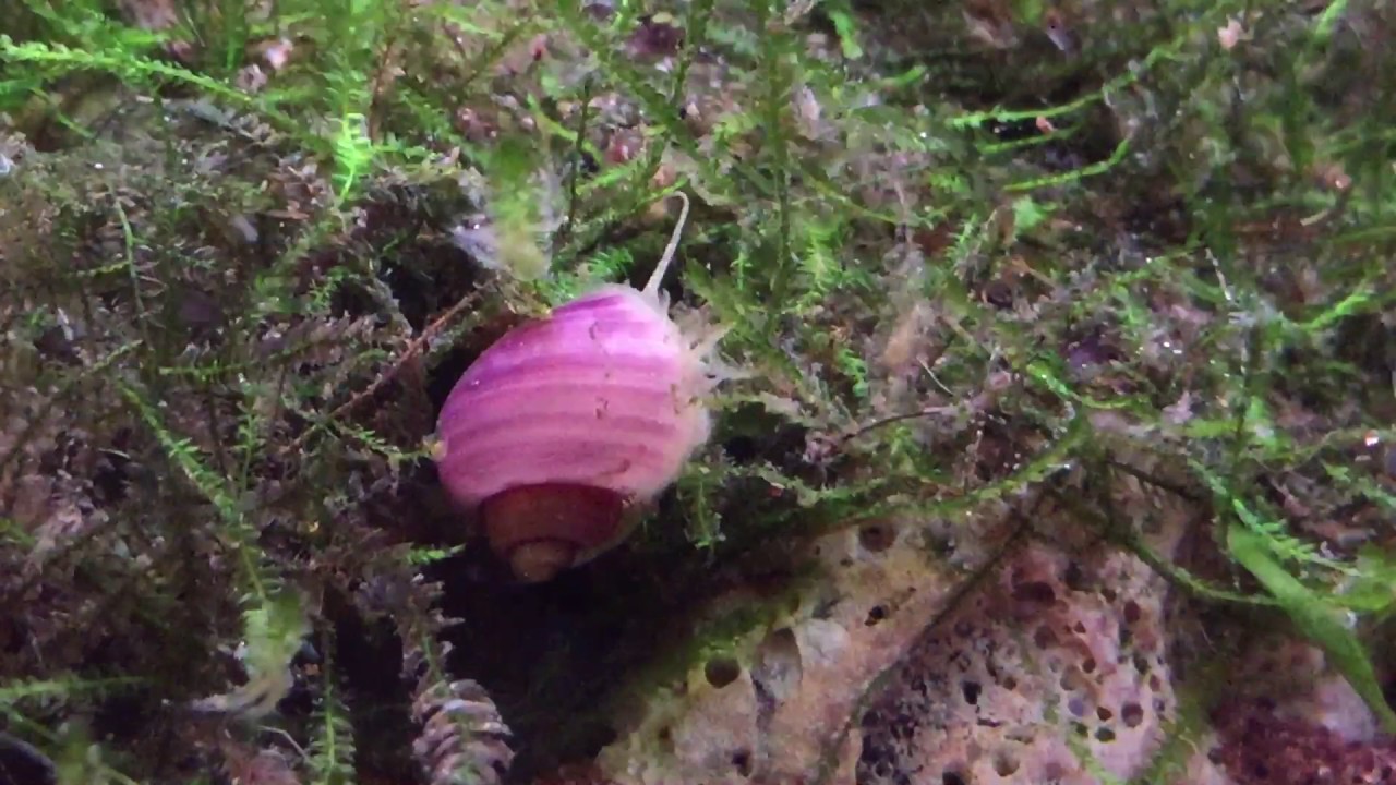 Young Pink Mystery Snail - YouTube