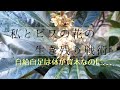 私とビワの花の生き残り戦略