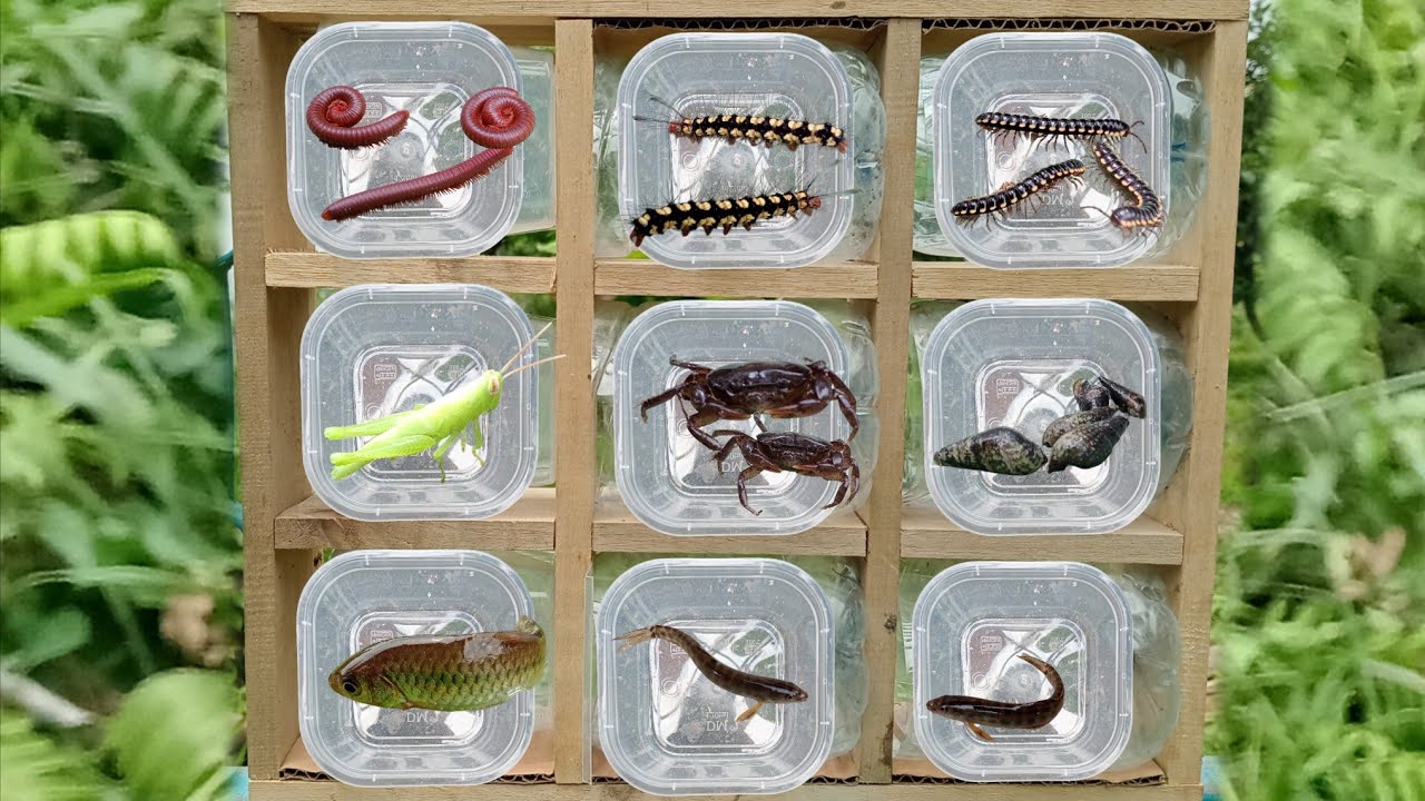 Fish Catching Insect I catch insects, also beautiful fish, crabs, millipedes, grasshoppers ...