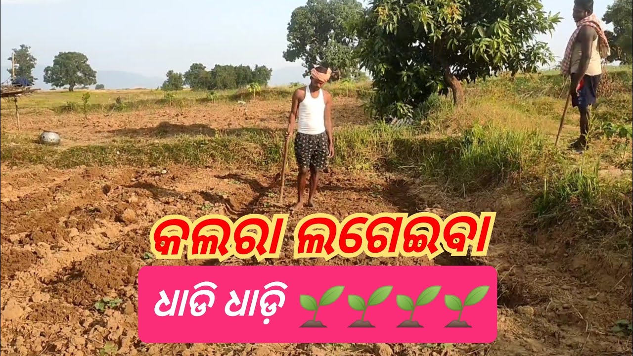 କଲରା ଲଗେଇବା 🌱 ଧାଡି ଧାଡି. kalara Lageiba dhadi dhadi. #GreenParibar