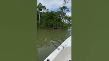 Thumbnail of BIG PYTHON IN THE EVERGLADES