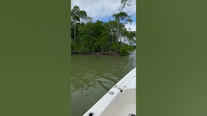 BIG PYTHON IN THE EVERGLADES
