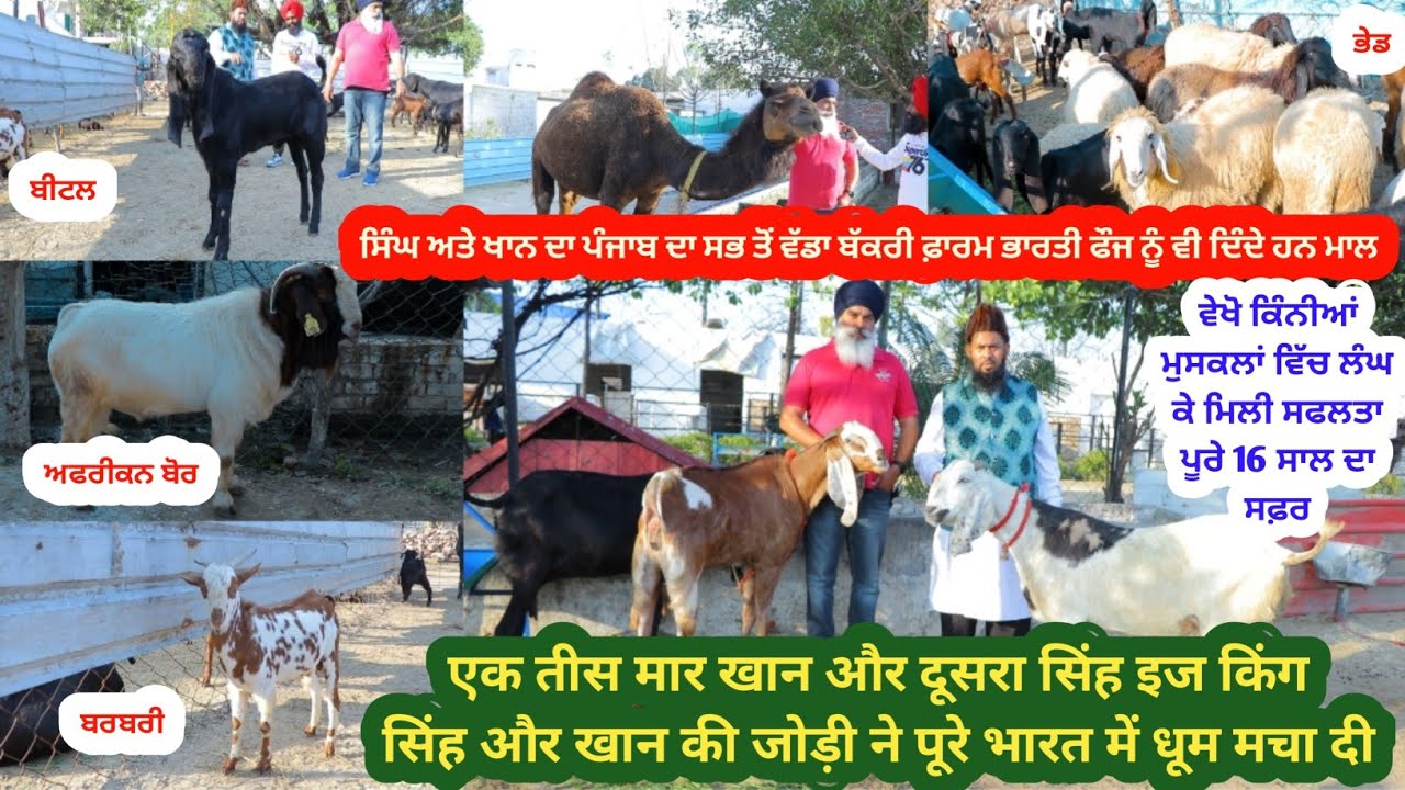 ਪੰਜਾਬ ਦਾ ਸਭ ਤੋਂ ਵੱਡਾ ਬੱਕਰੀ ਫਾਰਮ - Big Goat Farm - Goat farming - @ILTI LANA TV