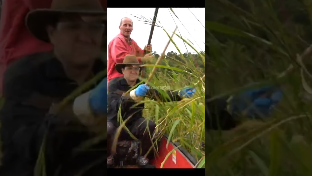 Guys beginilah proses memanen padi liar atau wild rice 