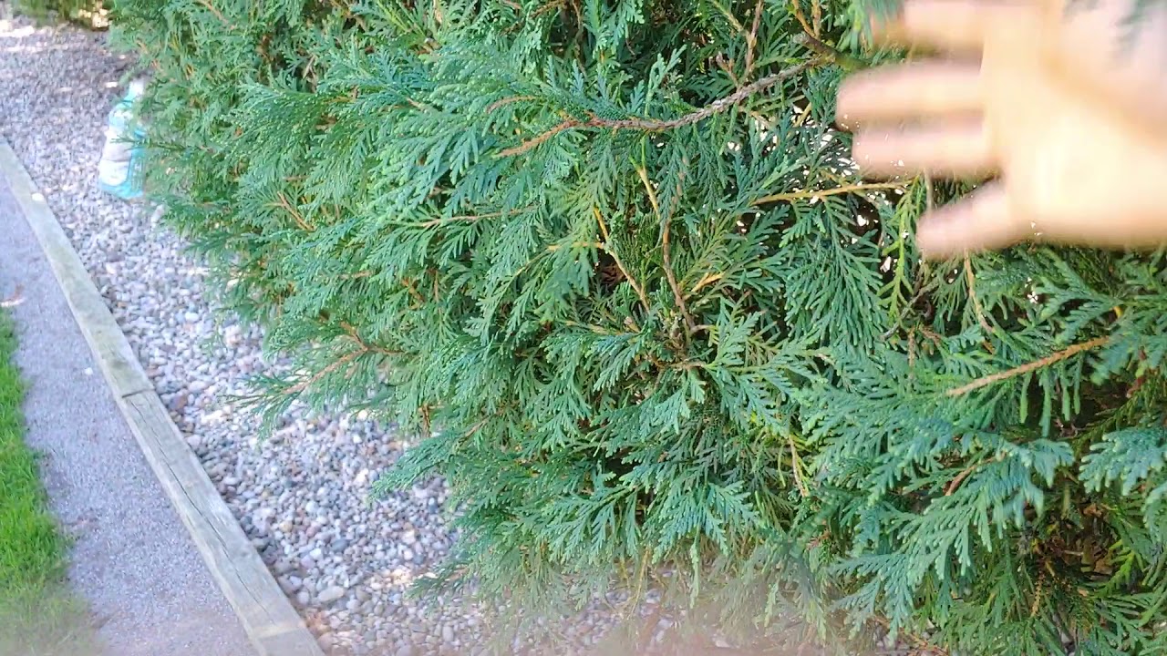 Arborvitae trimming YouTube