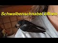 Schwalbe sperrt den Schnabel nicht auf, braucht aber Futter! Verletzte Rauchschwalbe