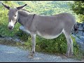 Donkey Sound Ringtone With Free Download Link Donkey Sound Ringtone With Free Download Link