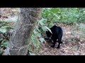 Jaguar Negro en el Zoomat #Chiapas