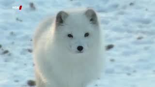 Tiere der Arktis - Polarfuchs, Eisbär, Schneehase und Co. [Doku]