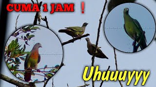 Download Lagu BERBURU BURUNG PUNAI CUMA 1 JAM POIN MELIMPAH MP3