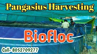 Biofloc Fish Harvesting in 6 Diameter Tank..