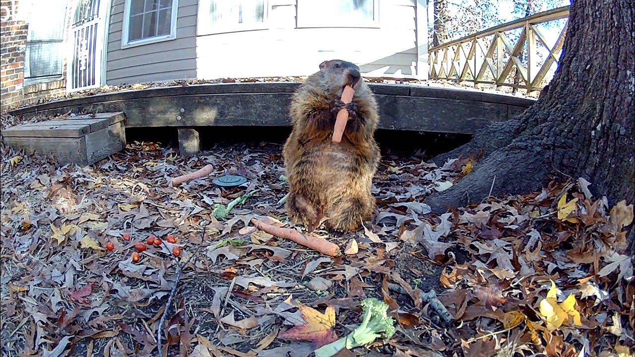 That End Of Day Light On The Bluff.