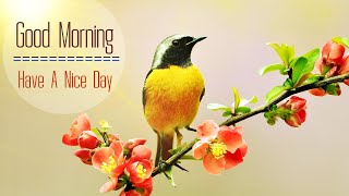 Morning Relaxing Music - Positive Energy and Stress Relief - Music For Meditation, Healing, Studying - music energy mp3