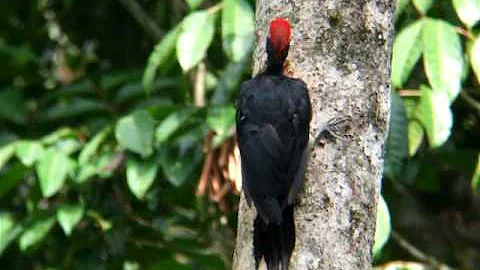 White-bellied Woodpecker.AVI